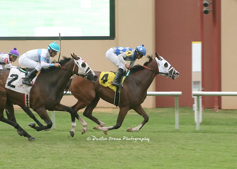 TATANKA SURVIVES INQUIRY TO WIN ALLOWANCE FEATURE ON TURF WITH JOCKEY DAVID CABRERA UP