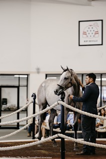 Too Much Bling Filly Tops Record-Setting Texas Summer Yearling Sale