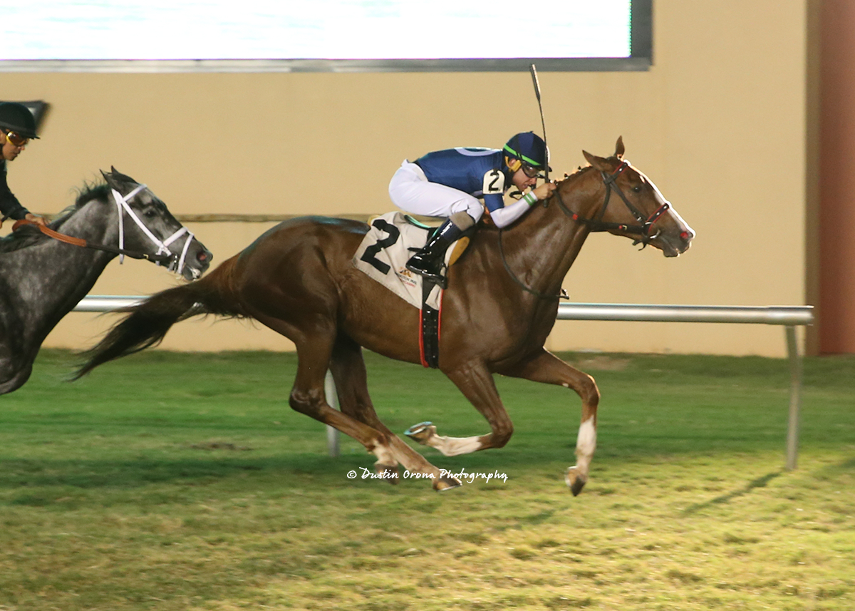 CLIFF DIVER PULLS OFF UPSET IN FEATURED TURF ALLOWANCE RACE WITH STRONG TURF RIDER LANE LUZZI
