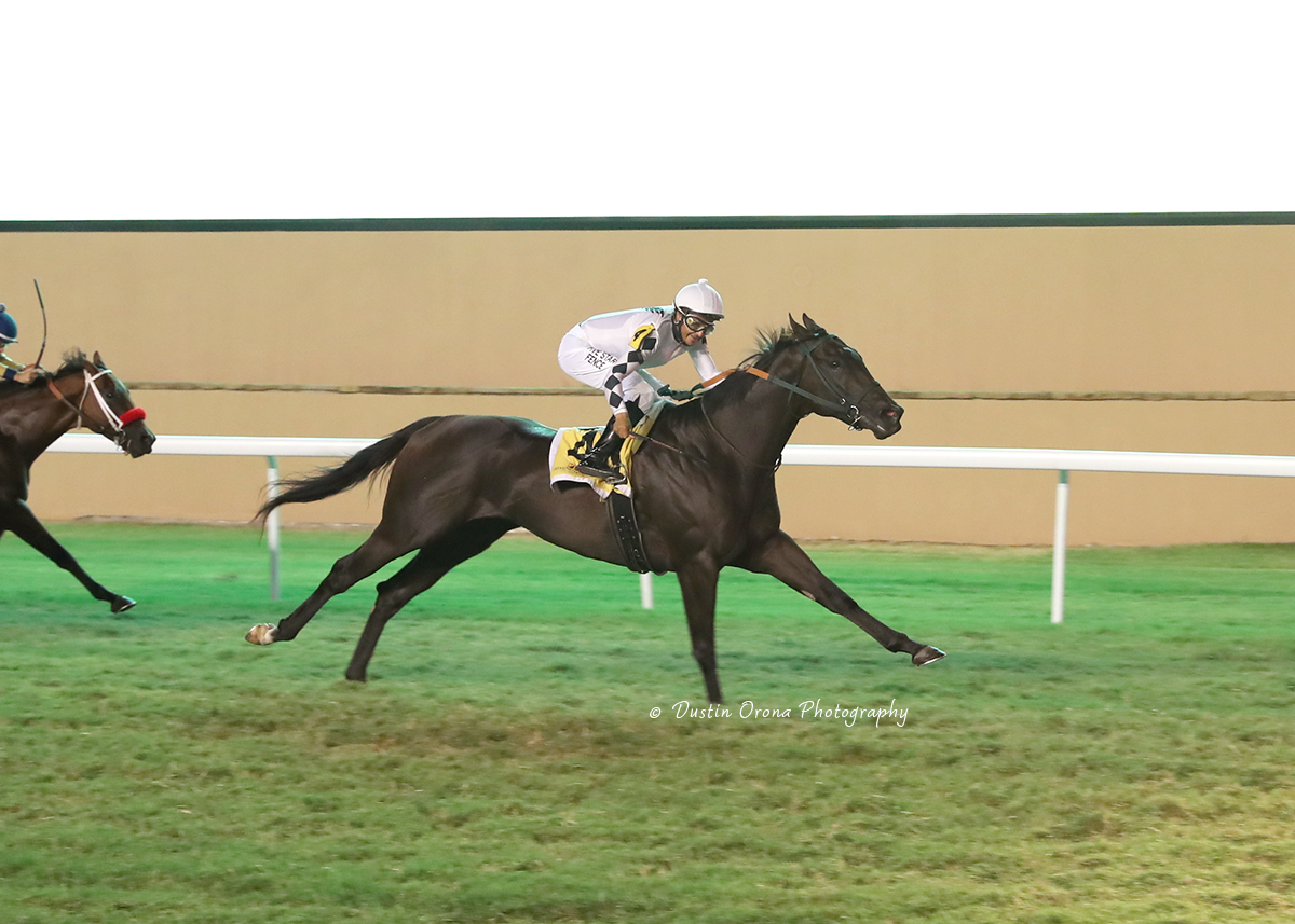 DARK AFTERNOON HAD SOME DARK NEWS FOR COMPETITION, DEFENDS HIS TITLE IN REMINGTON PARK TURF SPRINT STAKES
