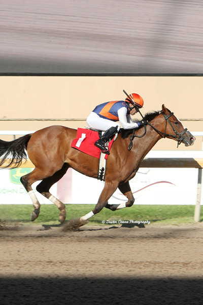THE FIRST WINNER AT REMINGTON PARK COMES FROM THE TOP ROPE