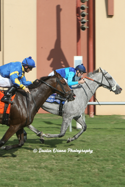 MULTIPLE STAKES WINNER ON TURF, SUNLIT SONG, RETURNS TO REMINGTON PARK