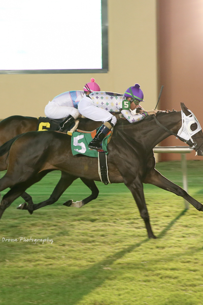 CAIRO WARRIOR RETURNS TO HIS PREFERRED DISTANCE ON GRASS, WINS FOR FOURTH TIME AT ONE MILE IN ALLOWANCE FEATURE