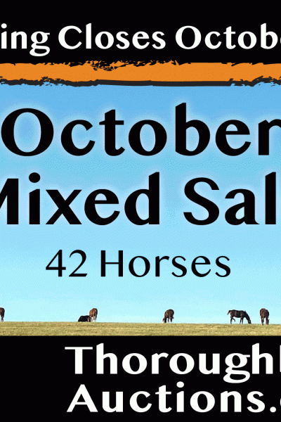 Regional Market Auctions for Breeders & Owners