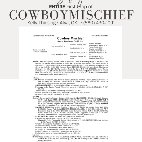 Cowboy Mischief Entire 1st Crop For Sale