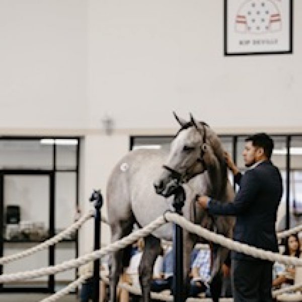 Too Much Bling Filly Tops Record-Setting Texas Summer Yearling Sale